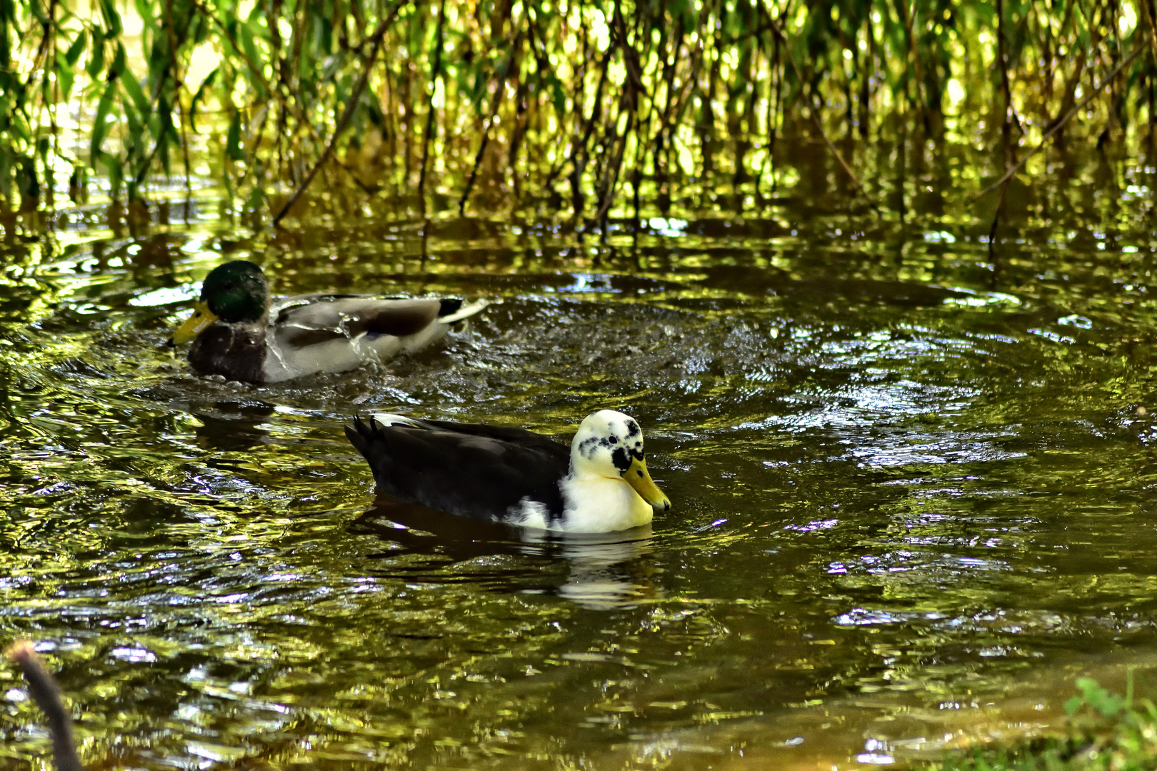 dienstag ist spiegeltag - Wasserspiegel am Schwanenteich im Heinrich-Heine-Park