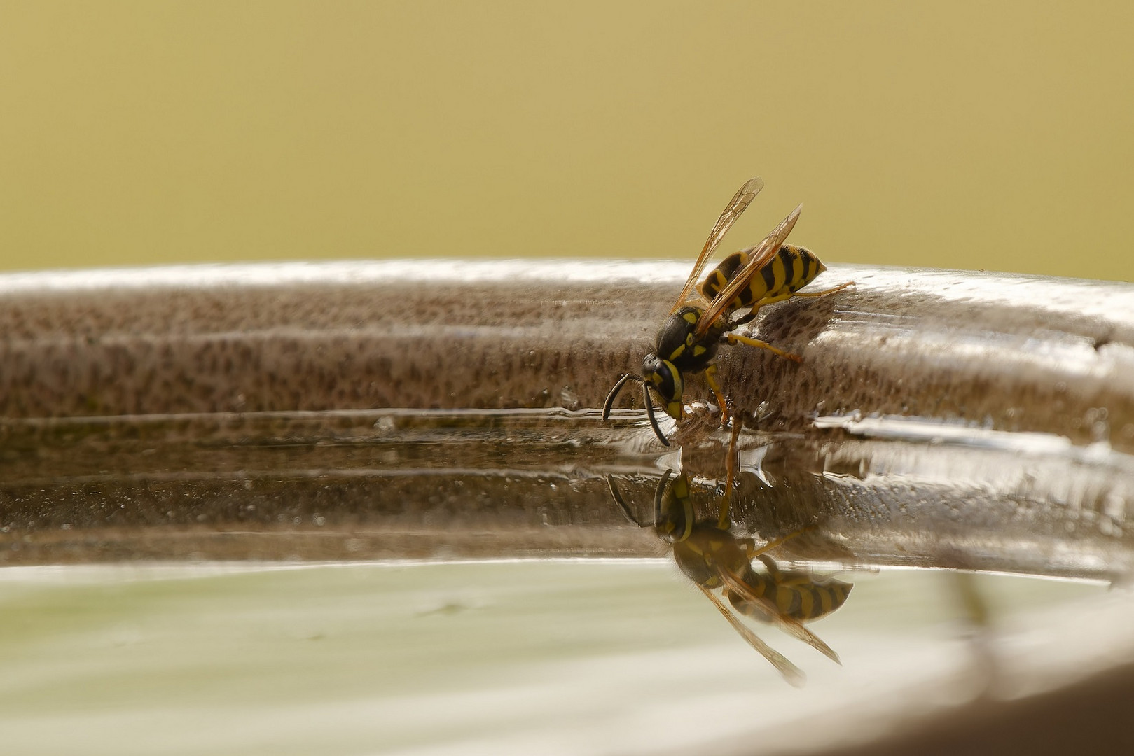 Dienstag ist Spiegeltag! Wespe mit Spiegelbild