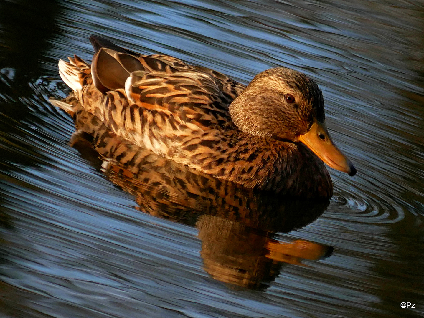 Dienstag ist Spiegeltag: Wildente ...