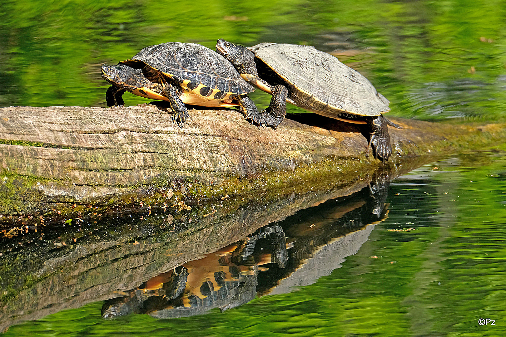 Dienstag ist Spiegeltag: Zwei Wasserschildkröten ...