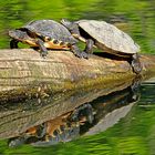 Dienstag ist Spiegeltag: Zwei Wasserschildkröten ...