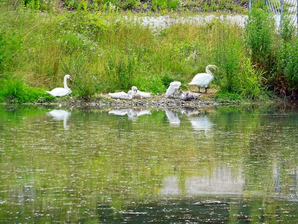  Dienstag-Spiegeltag - die Schwanen-Familie-