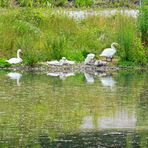  Dienstag-Spiegeltag - die Schwanen-Familie-