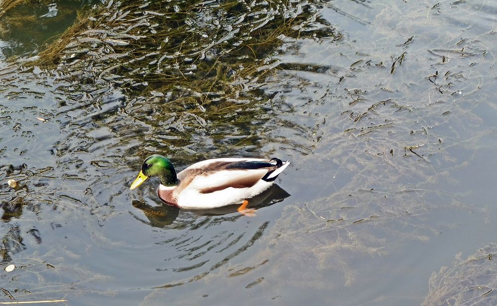 Dienstag-Spiegeltag -- Ente