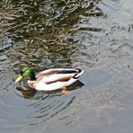 Dienstag-Spiegeltag -- Ente