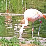  Dienstag -Spiegeltag -Flamingo 