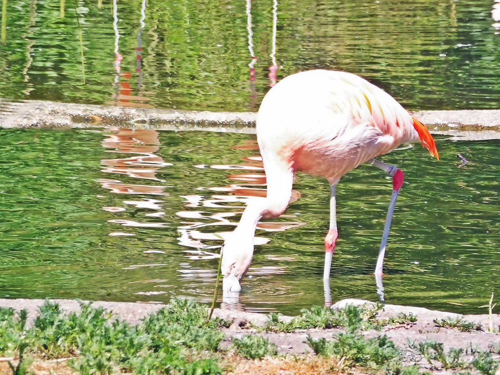  Dienstag -Spiegeltag -Flamingo 