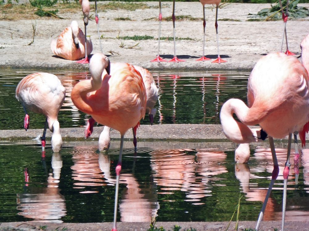 Dienstag -Spiegeltag Flamingos