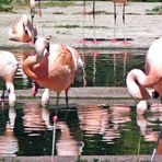 Dienstag -Spiegeltag Flamingos