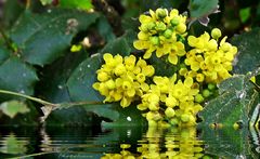 Dienstag-Spiegeltag - gelbe Blüten