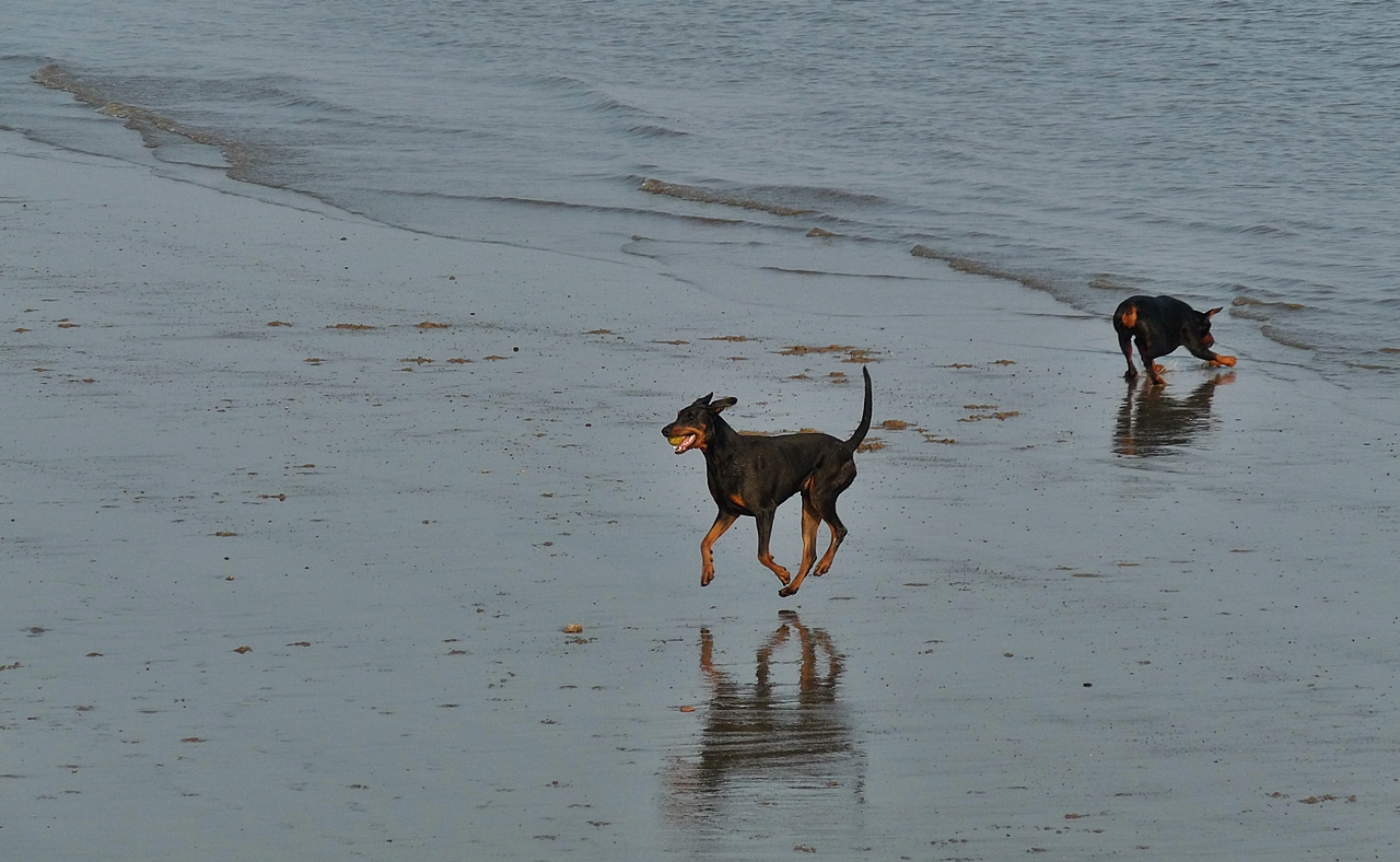 Dienstag-Spiegeltag - Hundestrand 