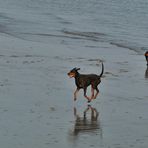 Dienstag-Spiegeltag - Hundestrand 