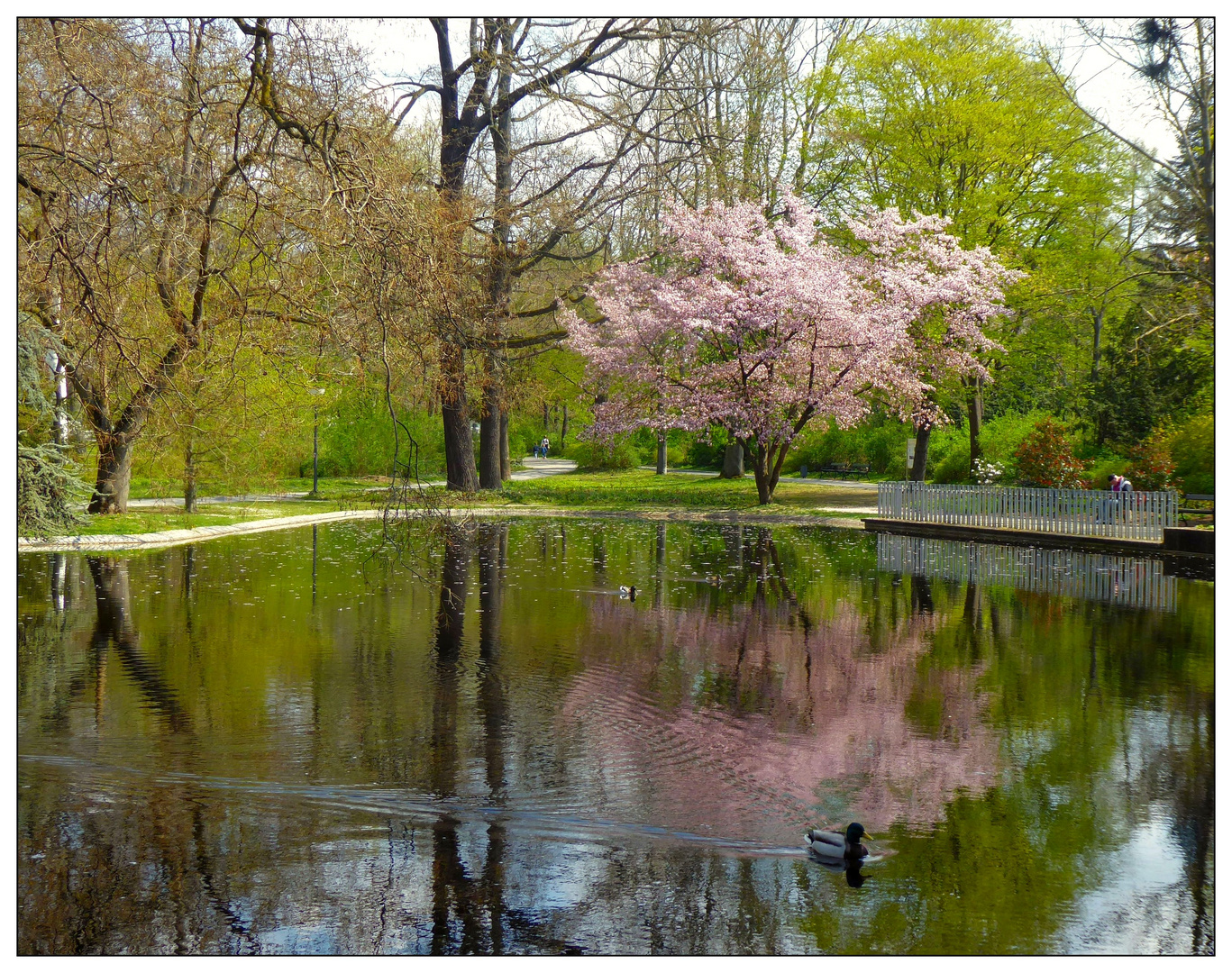 Dienstag Spiegeltag- Landschaft am Stadtteich