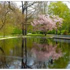 Dienstag Spiegeltag- Landschaft am Stadtteich