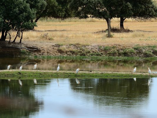 Dienstag Spiegeltag, mirrorday, dia del espejo 