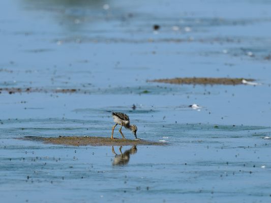 Dienstag Spiegeltag, mirrorday, Dia del espejo 