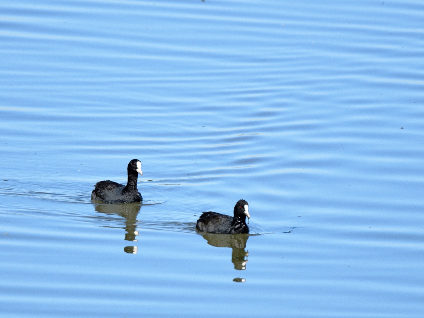 Dienstag Spiegeltag, mirrorday,  martes dia del espejo