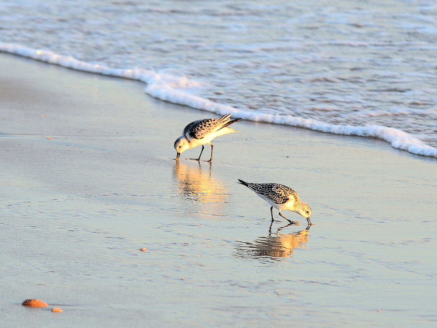 Dienstag Spiegeltag, Sanderlinge, (Calidris alba), Sanderling, Calidris alba