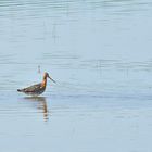 Dienstag Spiegeltag, Uferschnepfe, (Limosa limosa) Black-tailed godwit, Aguja colinegra