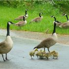 Dienstag tierisch gut 07.05.24