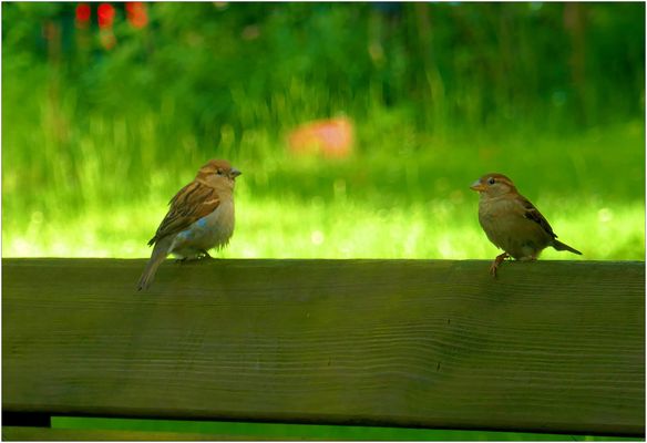 Dienstag Tierisch gut 21.05.24