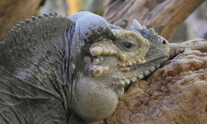 Dienstag  - tierisch gut