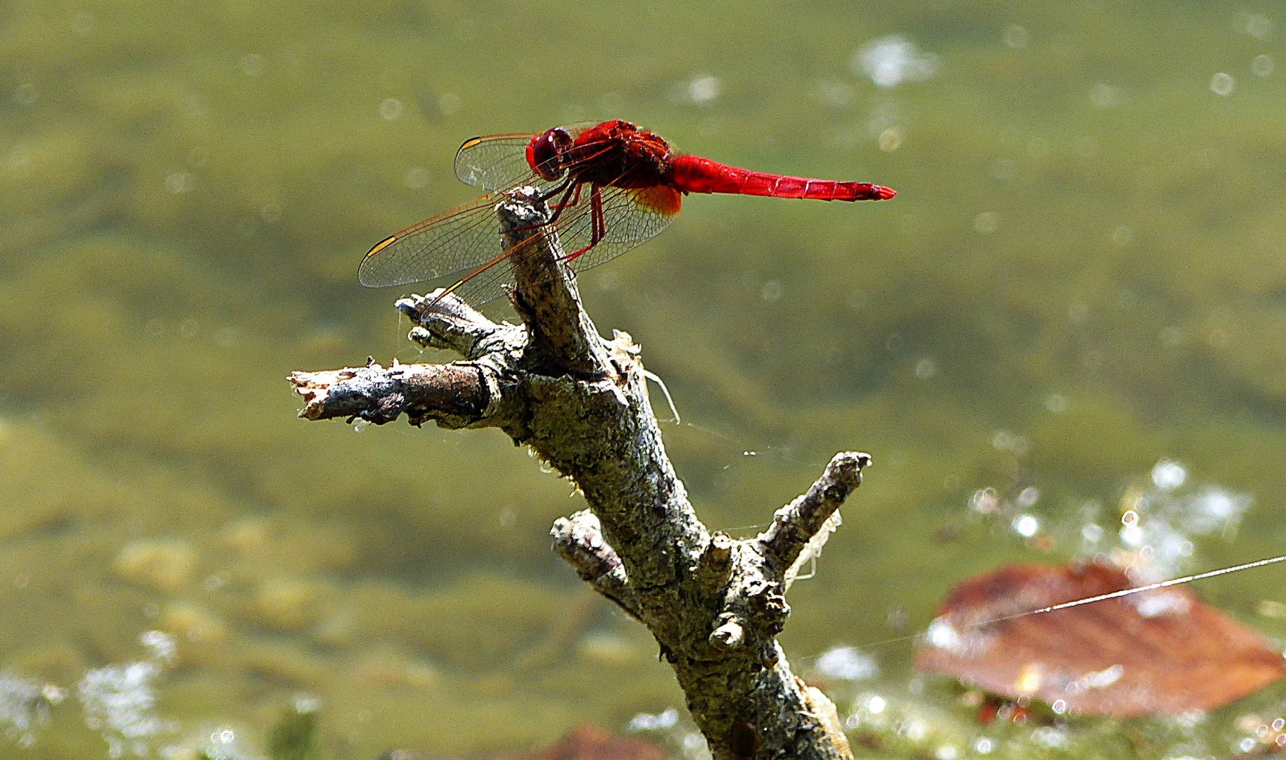 Dienstag-Tierisch gut