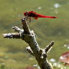 Dienstag-Tierisch gut