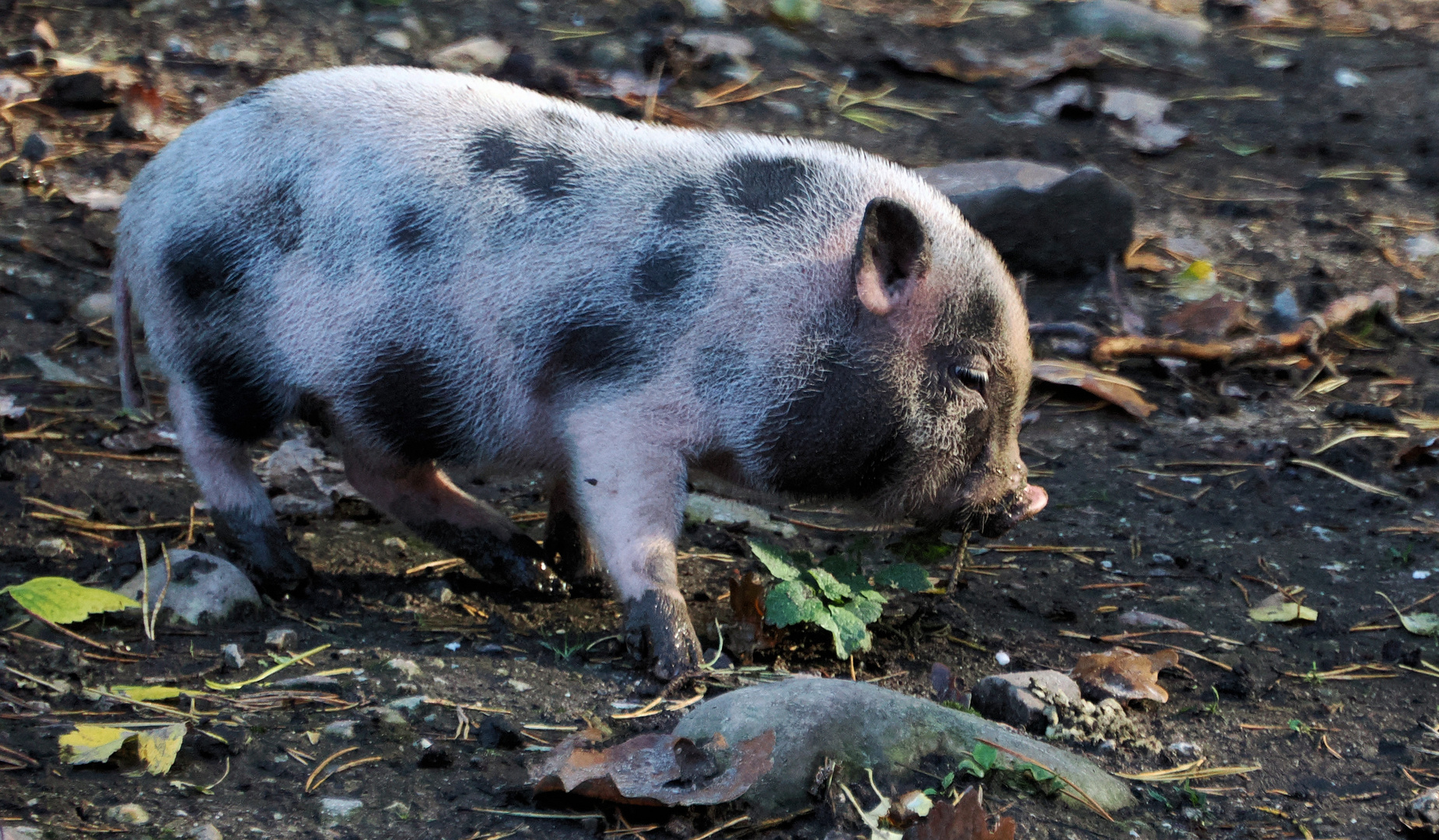 Dienstag tierisch gut …