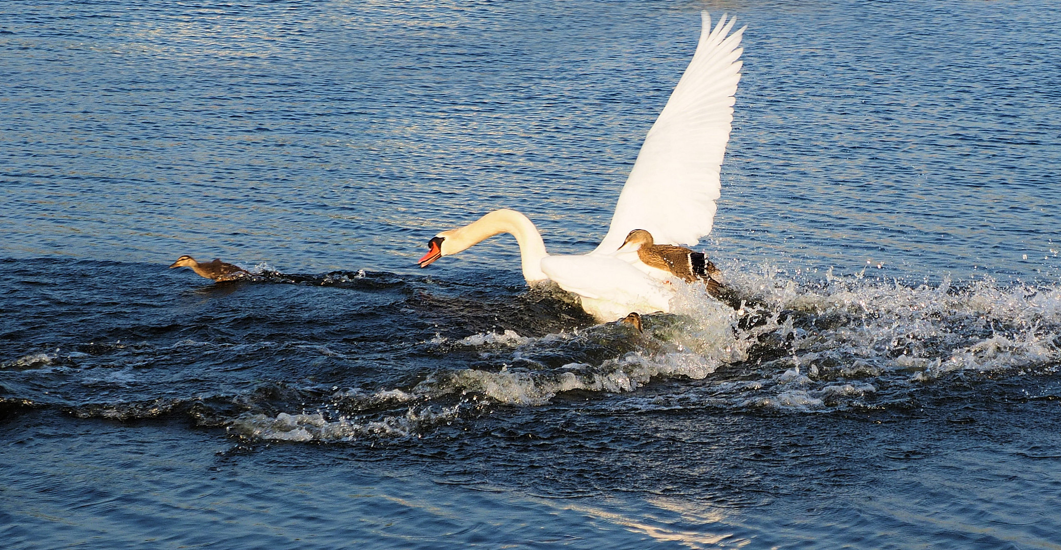 Dienstag tierisch gut …