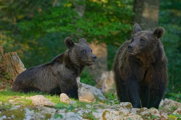 Dienstag - tierisch gut Braunbärin mit ihrem Jungtier