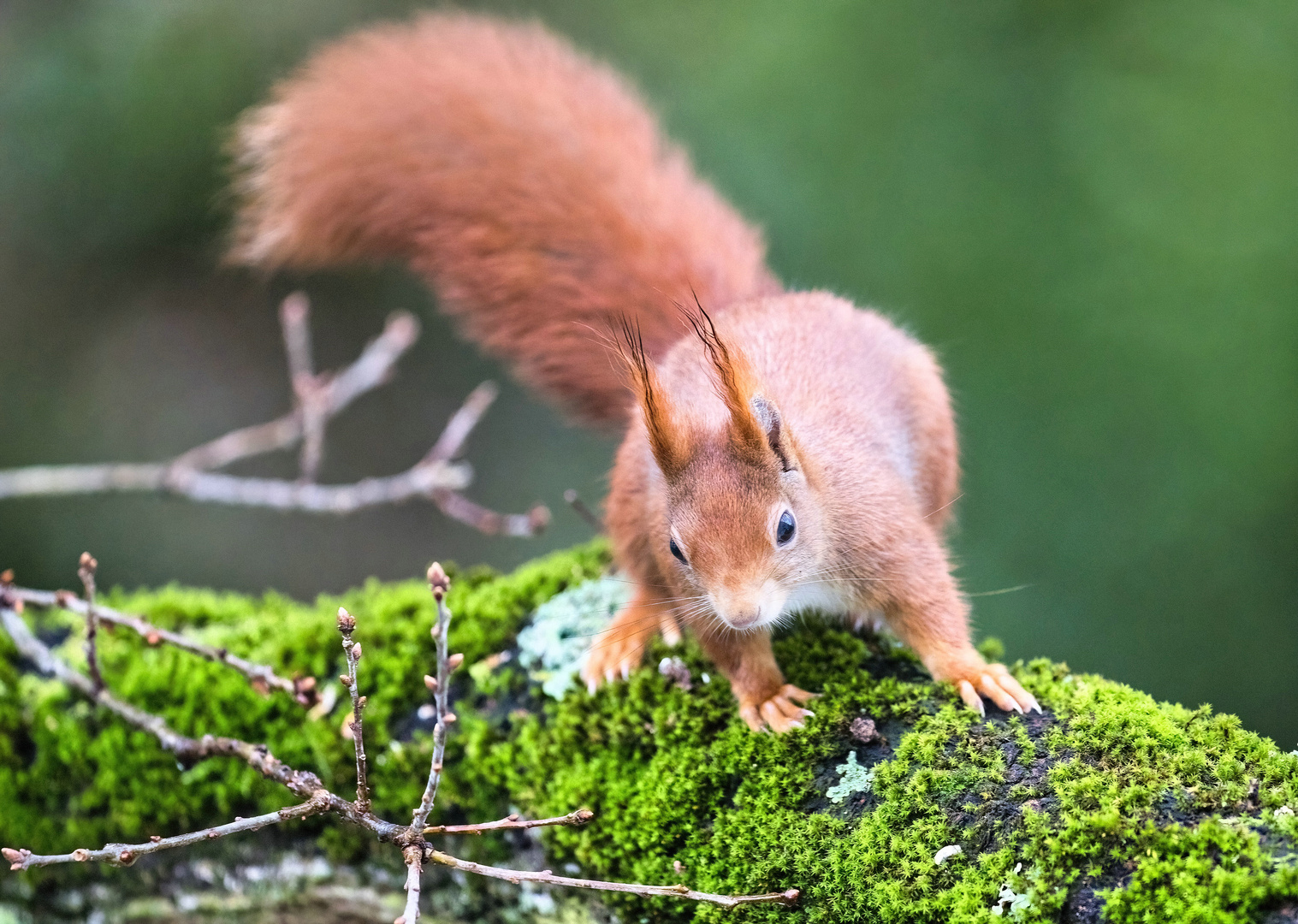 Dienstag-tierisch gut! - Eichhörnchen auf Moos bedeclten Ast...