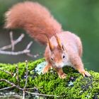 Dienstag-tierisch gut! - Eichhörnchen auf Moos bedeclten Ast...