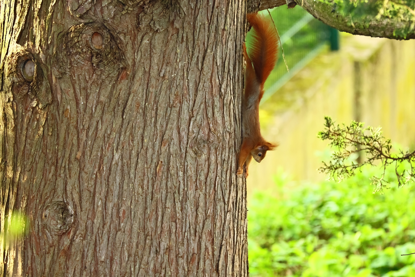 Dienstag-tierisch gut! - Eichhörnchen Streching am Limit...