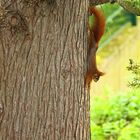 Dienstag-tierisch gut! - Eichhörnchen Streching am Limit...