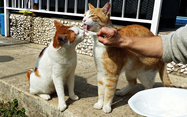 Dienstag-Tierisch gut