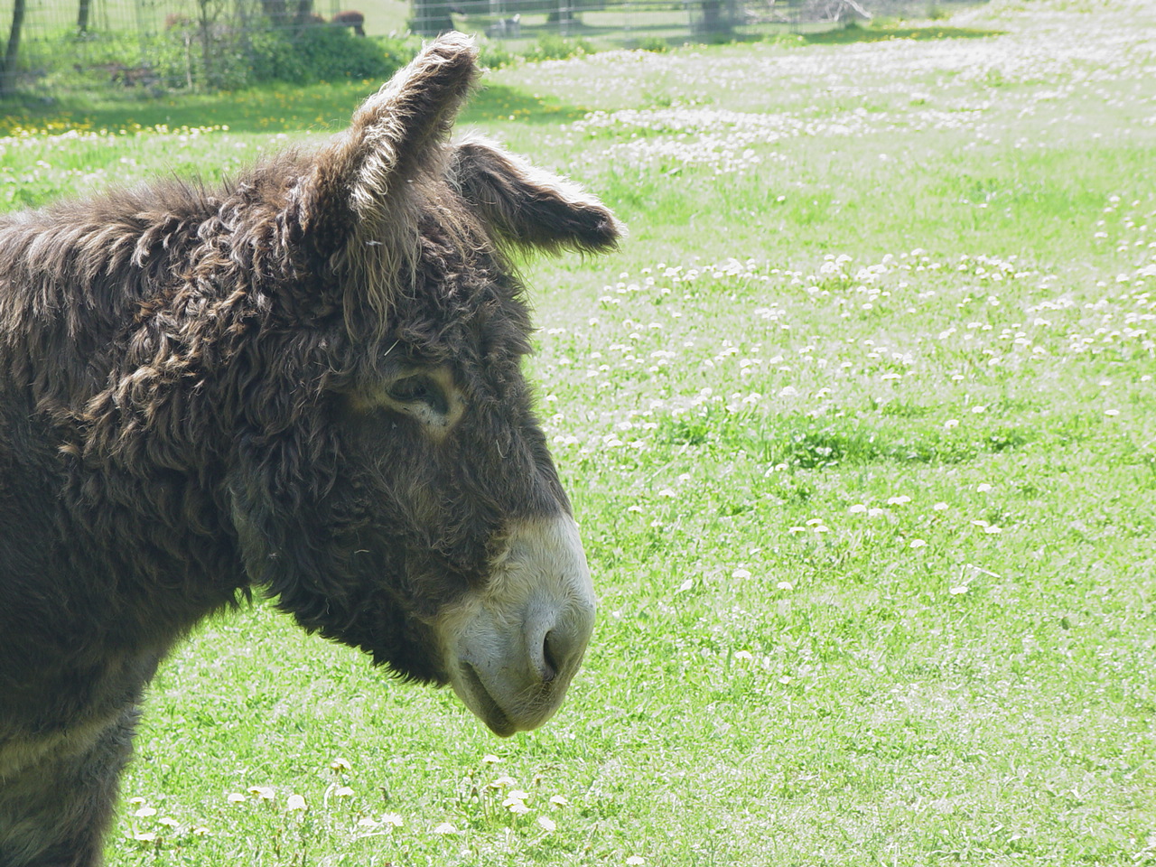 Dienstag - tierisch gut  -  Poitou-Esel 