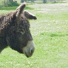 Dienstag - tierisch gut  -  Poitou-Esel 