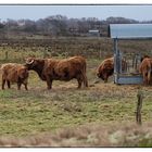 Dienstag tierisch gut - Rinder im Freiland