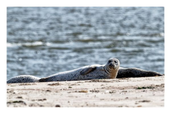 Dienstag - tierisch gut! Seehund auf Norderney 2/3