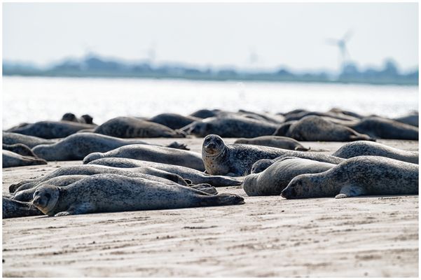 Dienstag - tierisch gut! Seehund auf Norderney 3/3