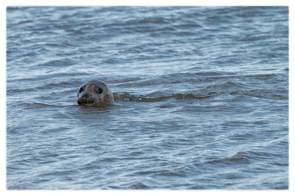 Dienstag - tierisch gut! Seehund vor Norderney 1/3
