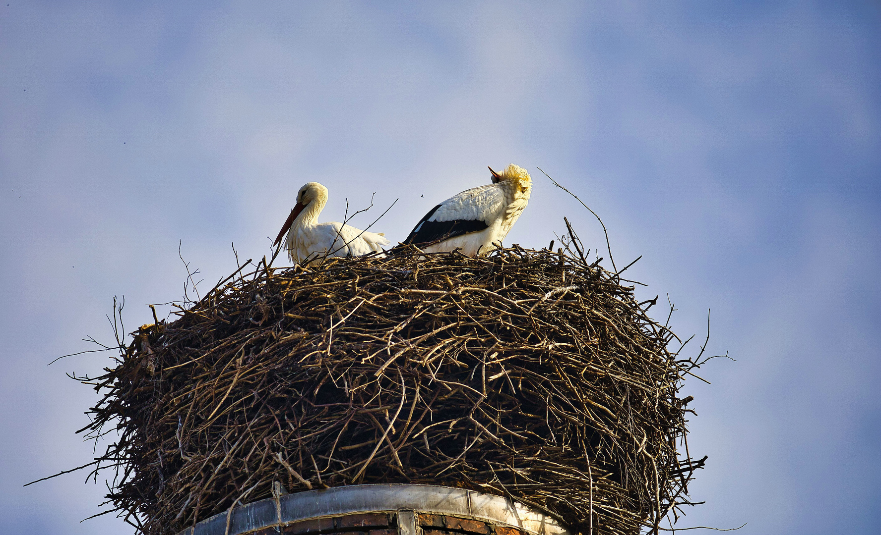 Dienstag-tierisch gut! - Storchenpaar