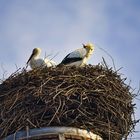 Dienstag-tierisch gut! - Storchenpaar