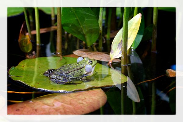Dienstag tierisch gut - Teichfrosch