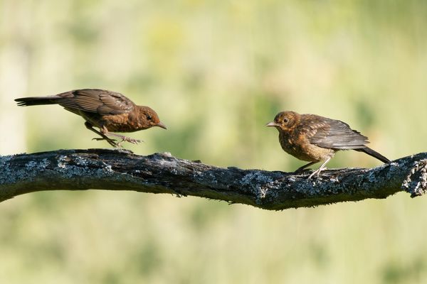 Dienstag -tierisch gut zwei Amselkinder