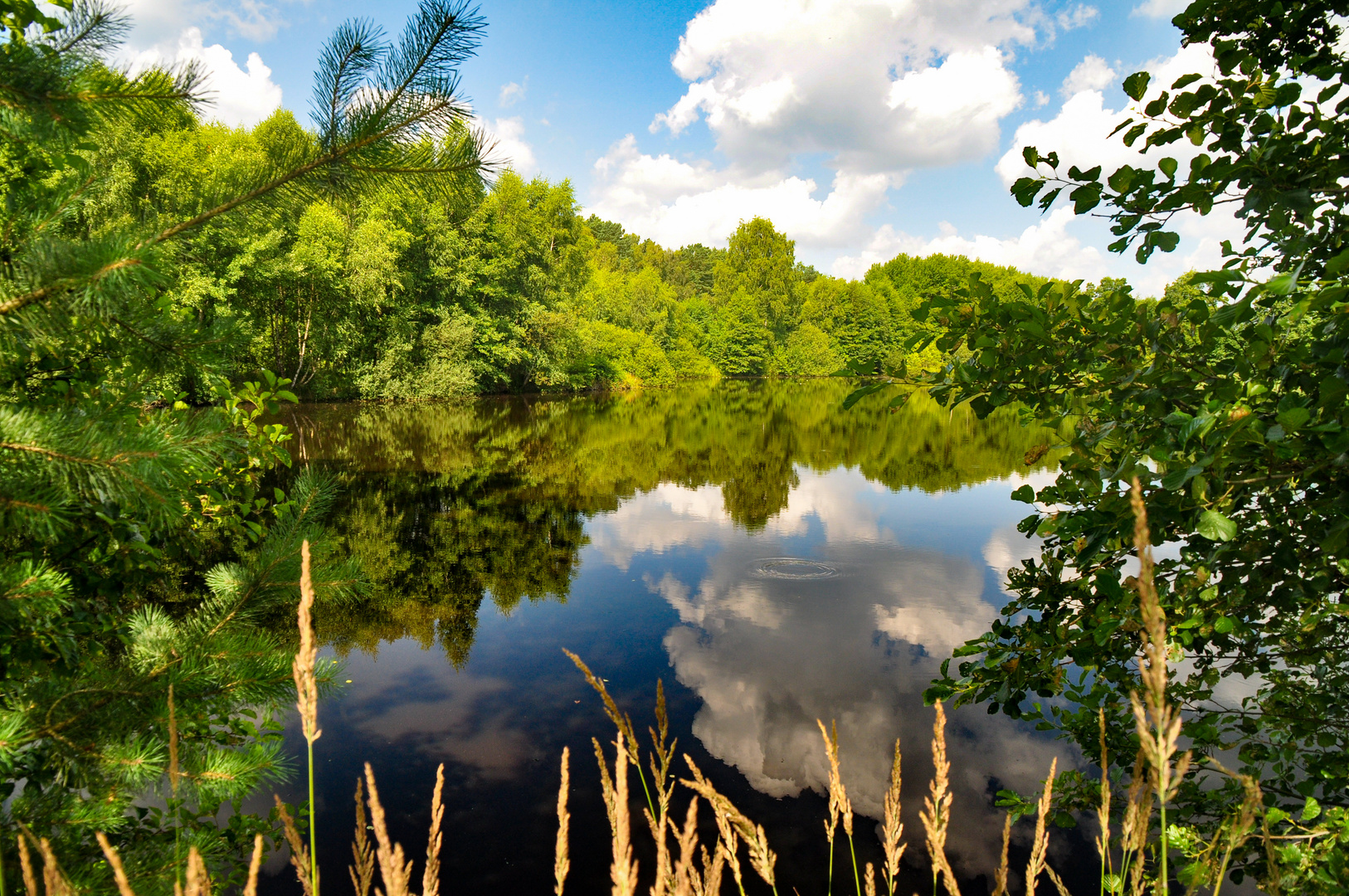 Dienstags ist Spiegeltag : Spätsommer am Fischteich