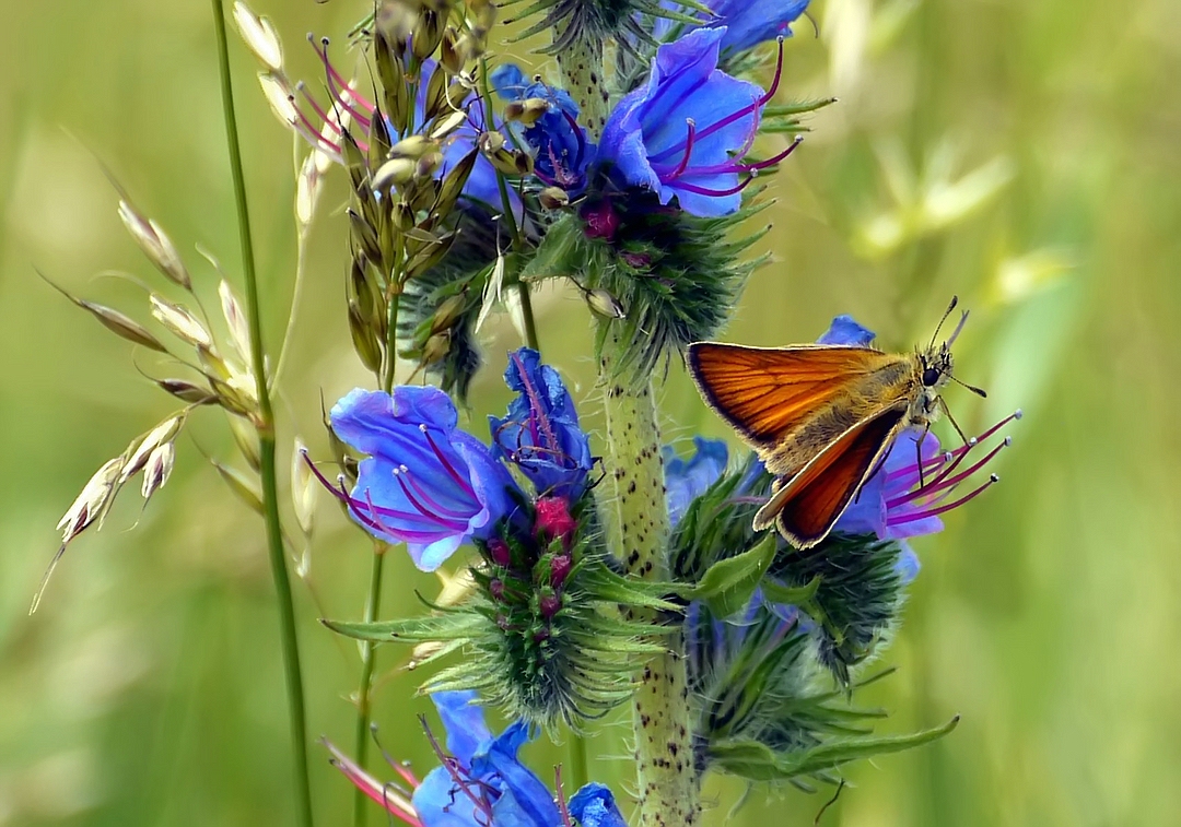 Dienstagsblümchen