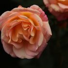 Dienstagsrose