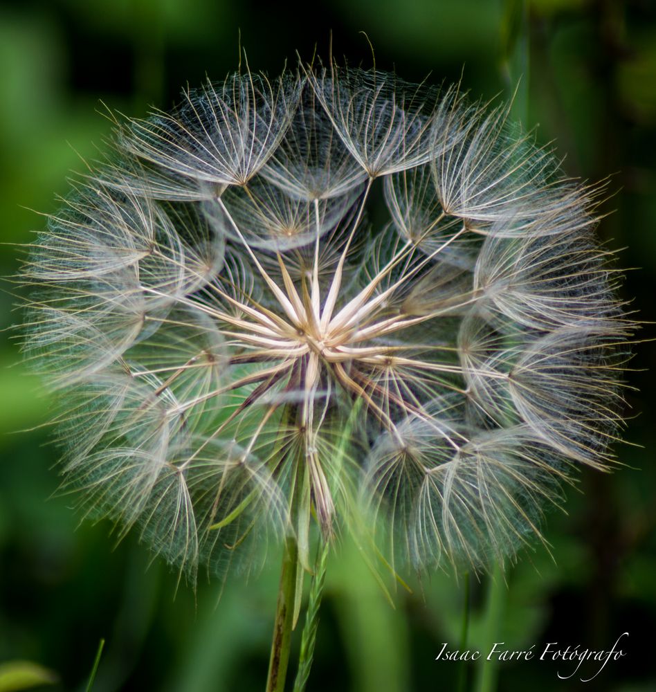 DIENTE DE LEÓN/DANDELION